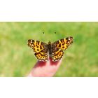 Don't Fear What Life is Trying to Show You