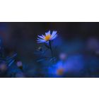 Move from the Mental How into the Spiritual Now