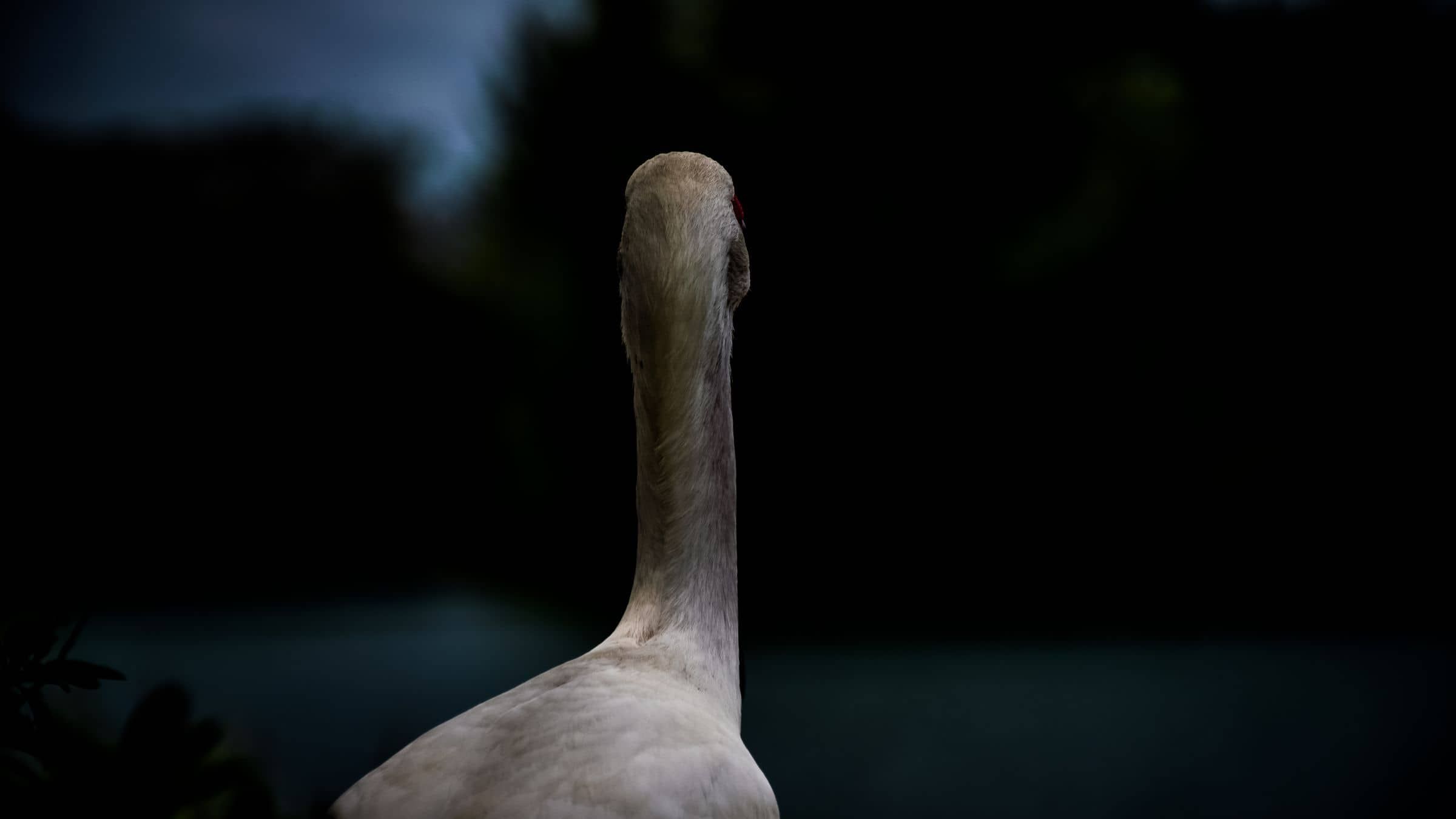 The Inside Story Behind the 'Ugly Duckling'
