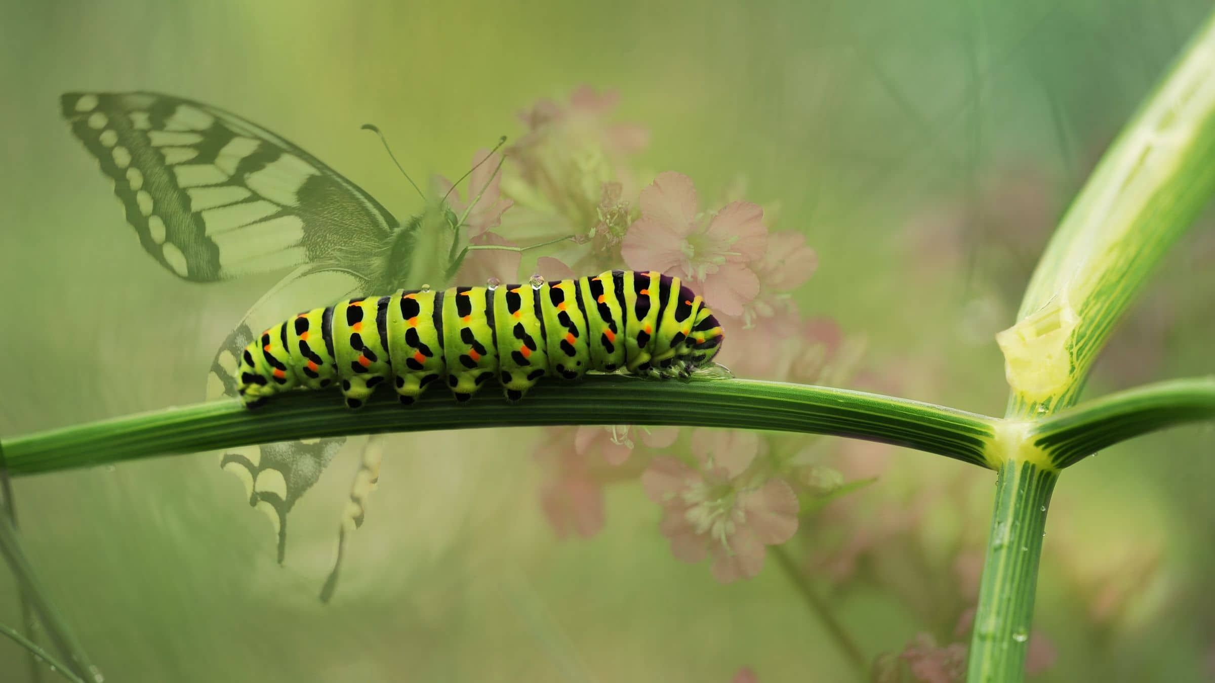 Stop Wiggling and Start Awakening