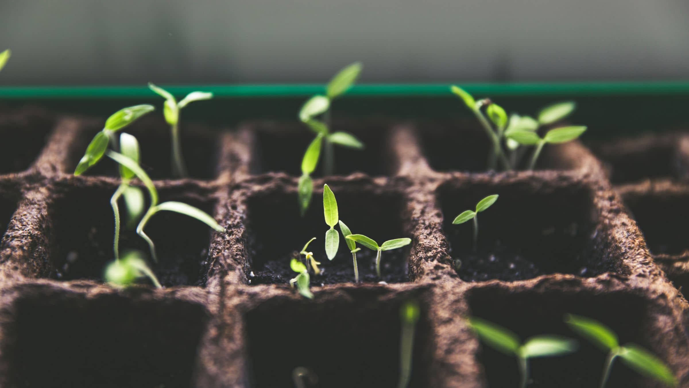 Sow the Seeds That Lead to Higher Consciousness (Student Talks)