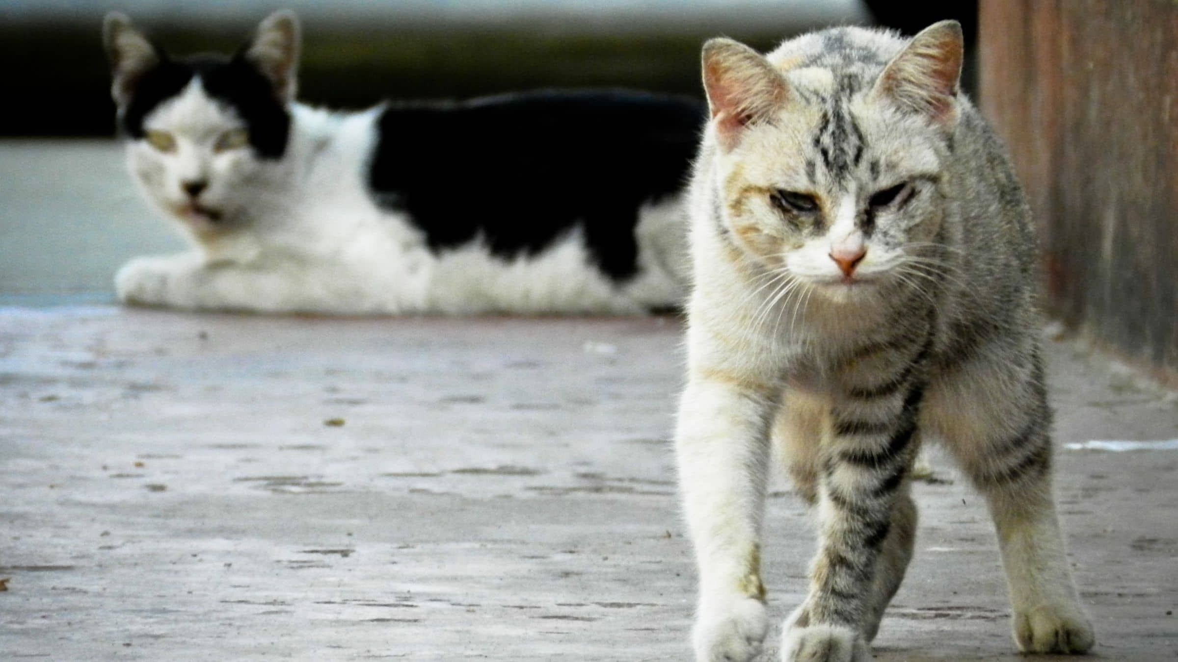 Stop Adopting Stray Thoughts that Make You Ache