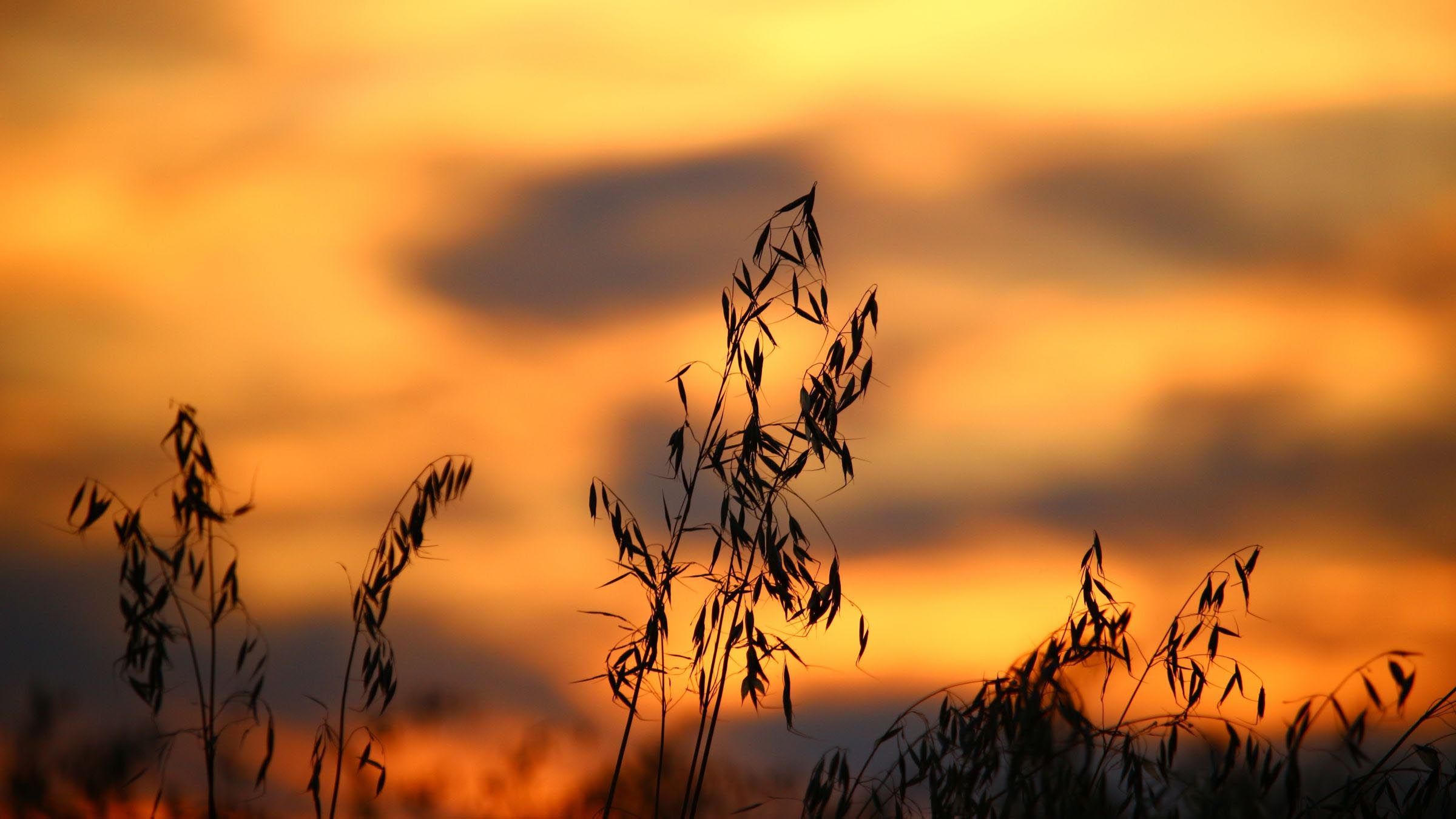 How to Start Planting the Seeds of Peace