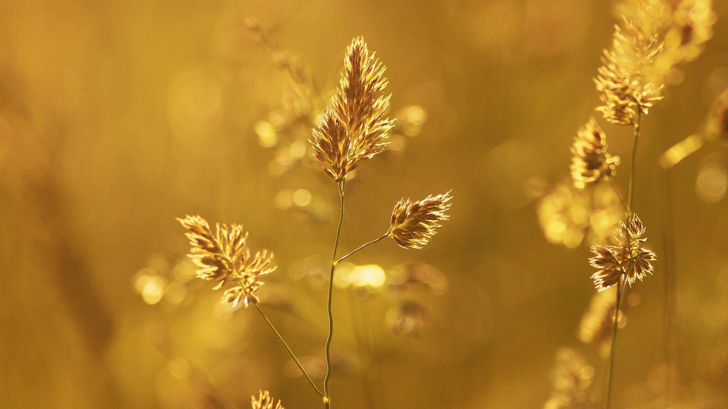 Discover the Treasure of Your True Nature