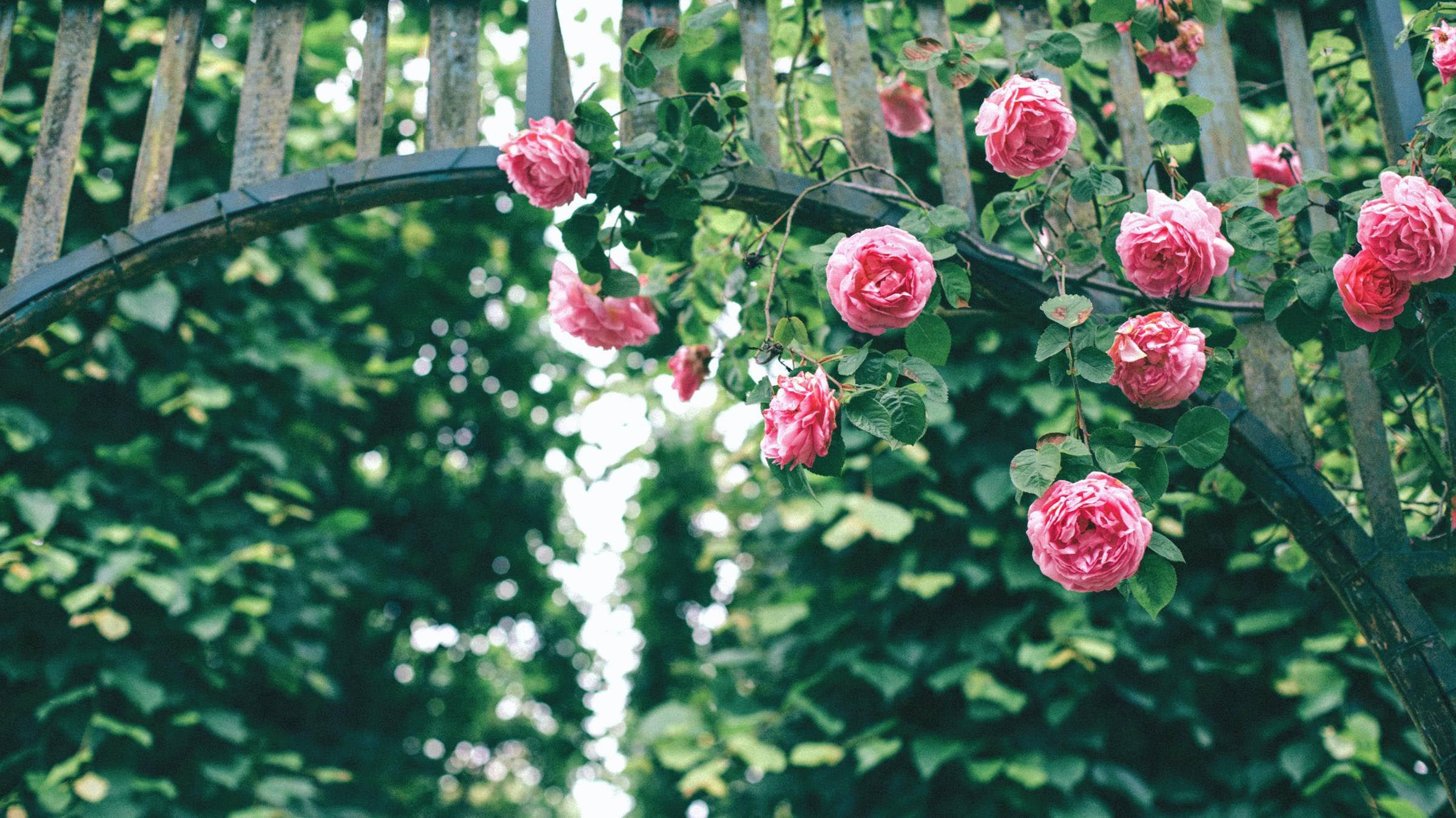 The Same Rose Never Blooms Twice