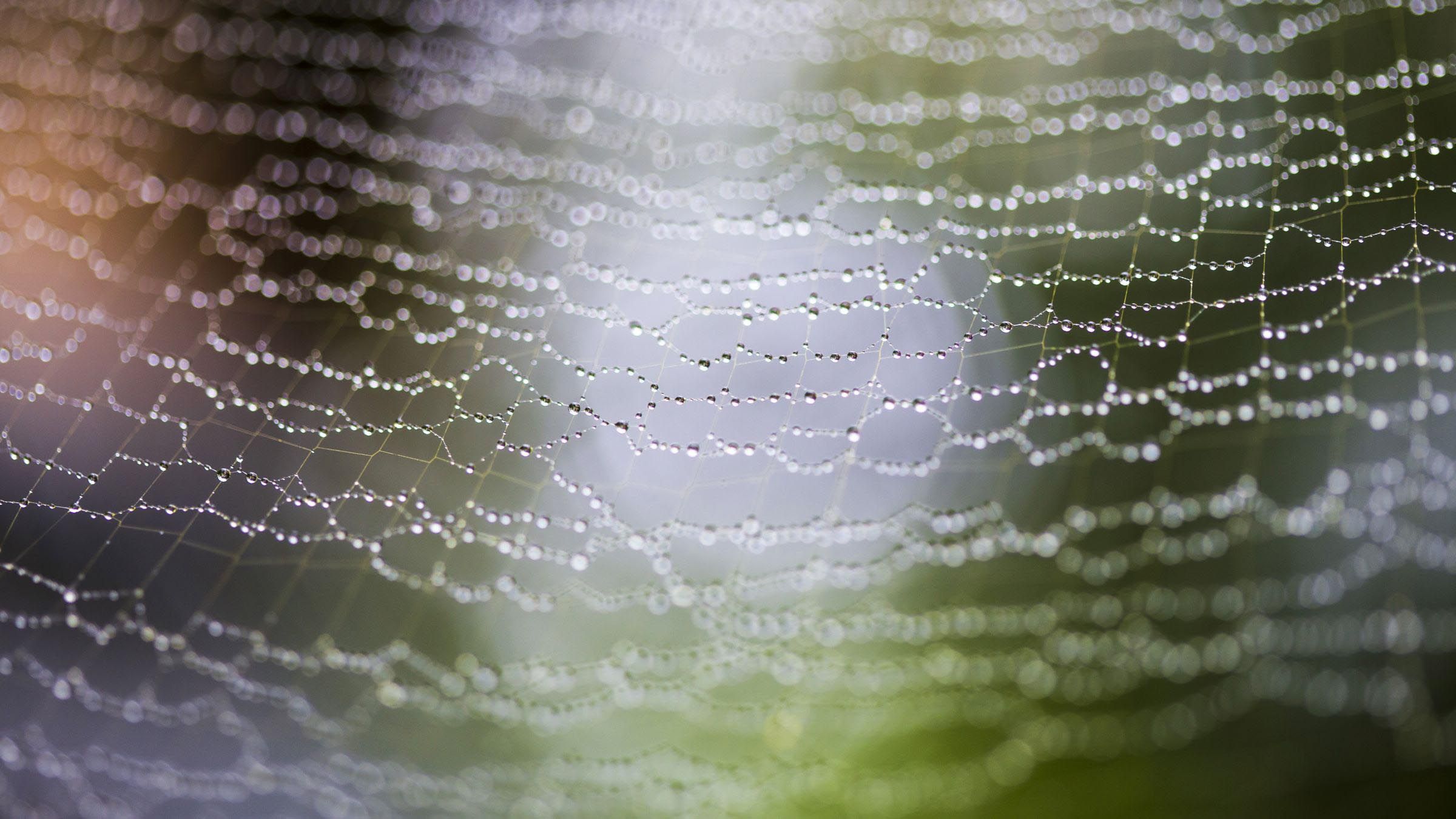 The Web of Life