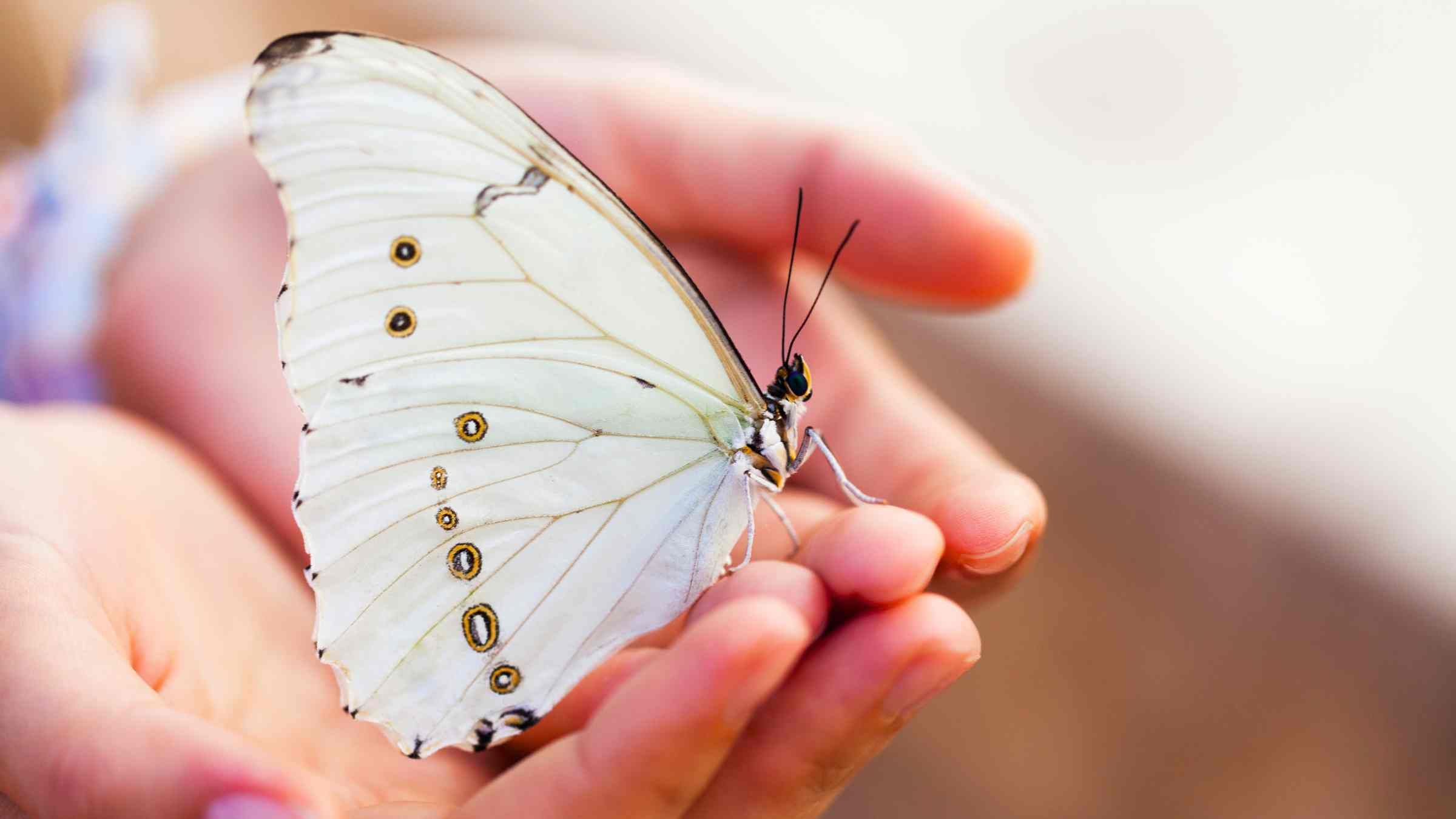New Knowledge About the True Nature of Freedom