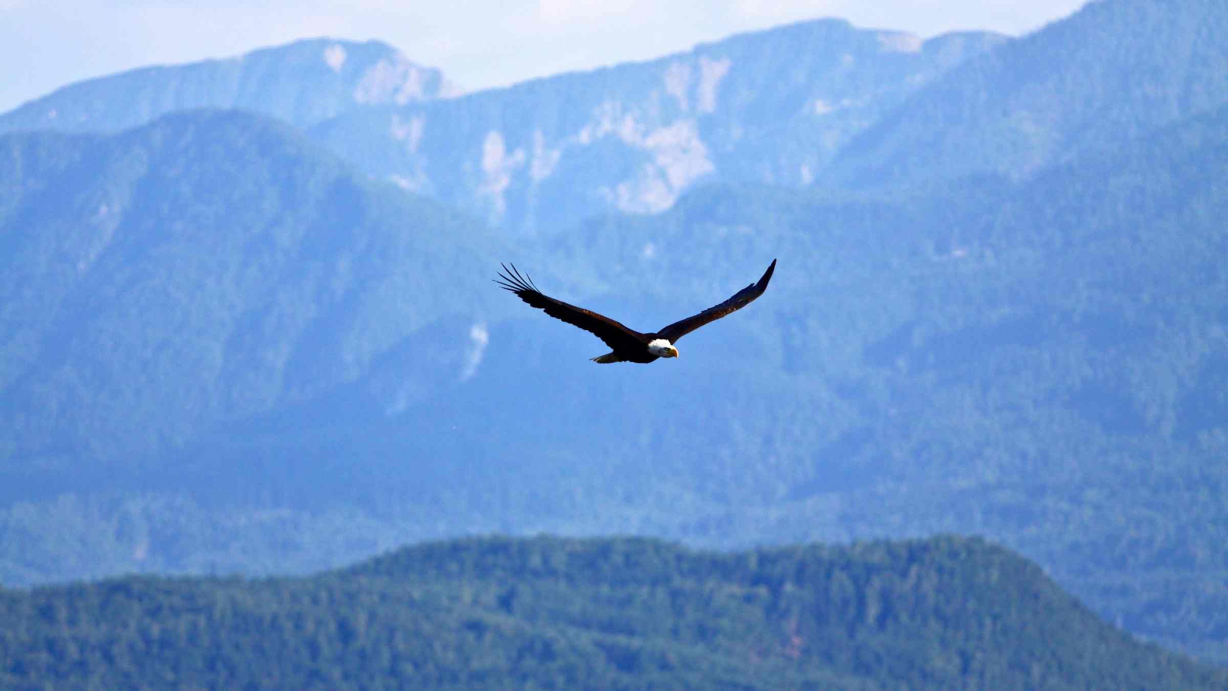 Awaken Your Eagle Nature and Soar Above Worry and Fear