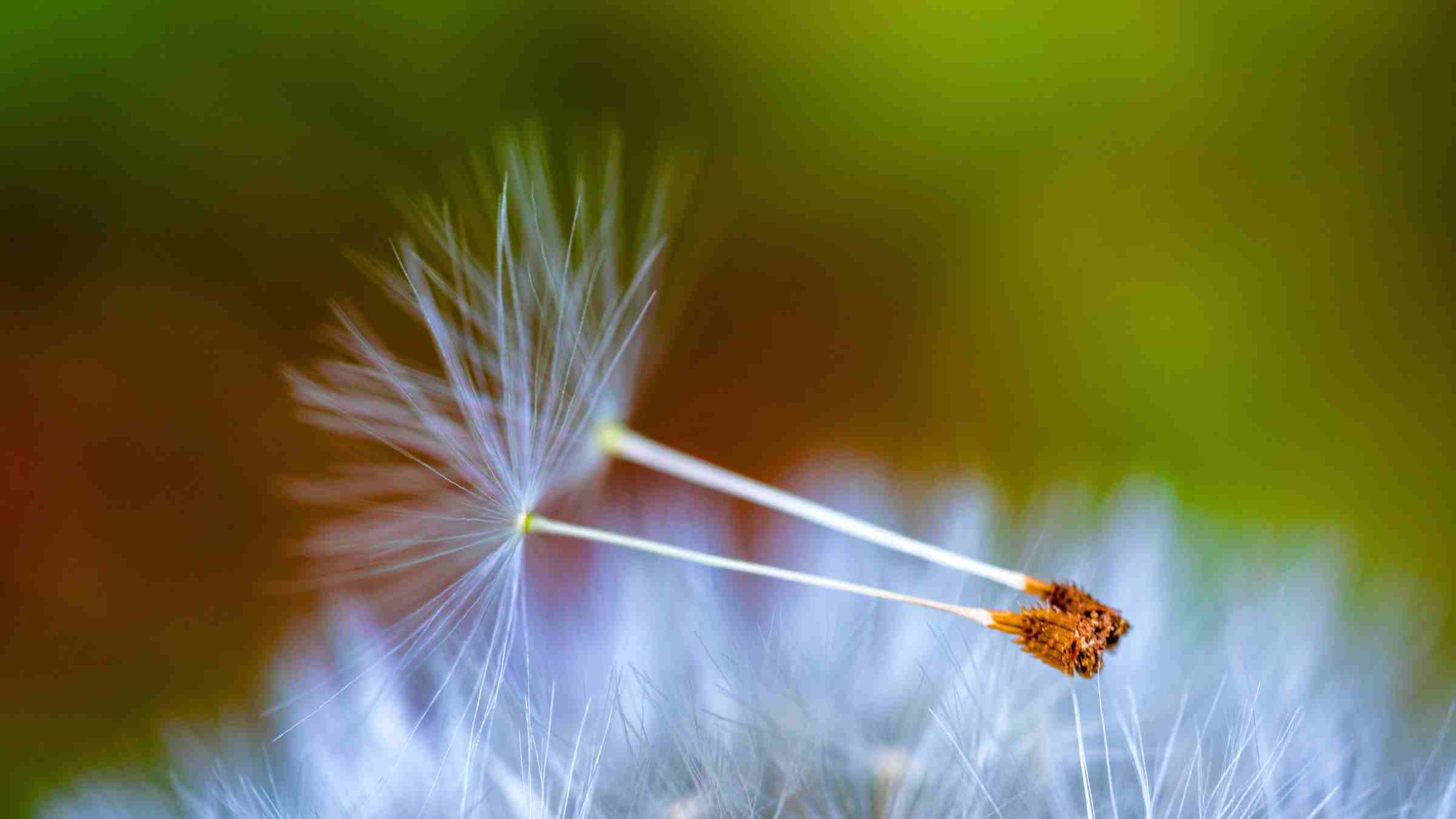The Secret Life of a Spiritual Seed