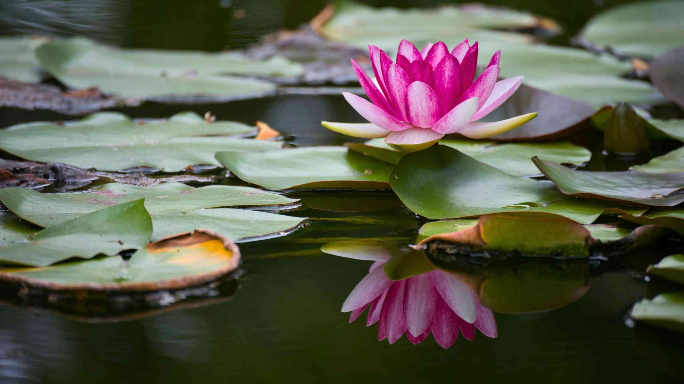 Realize the True Self Beyond Suffering