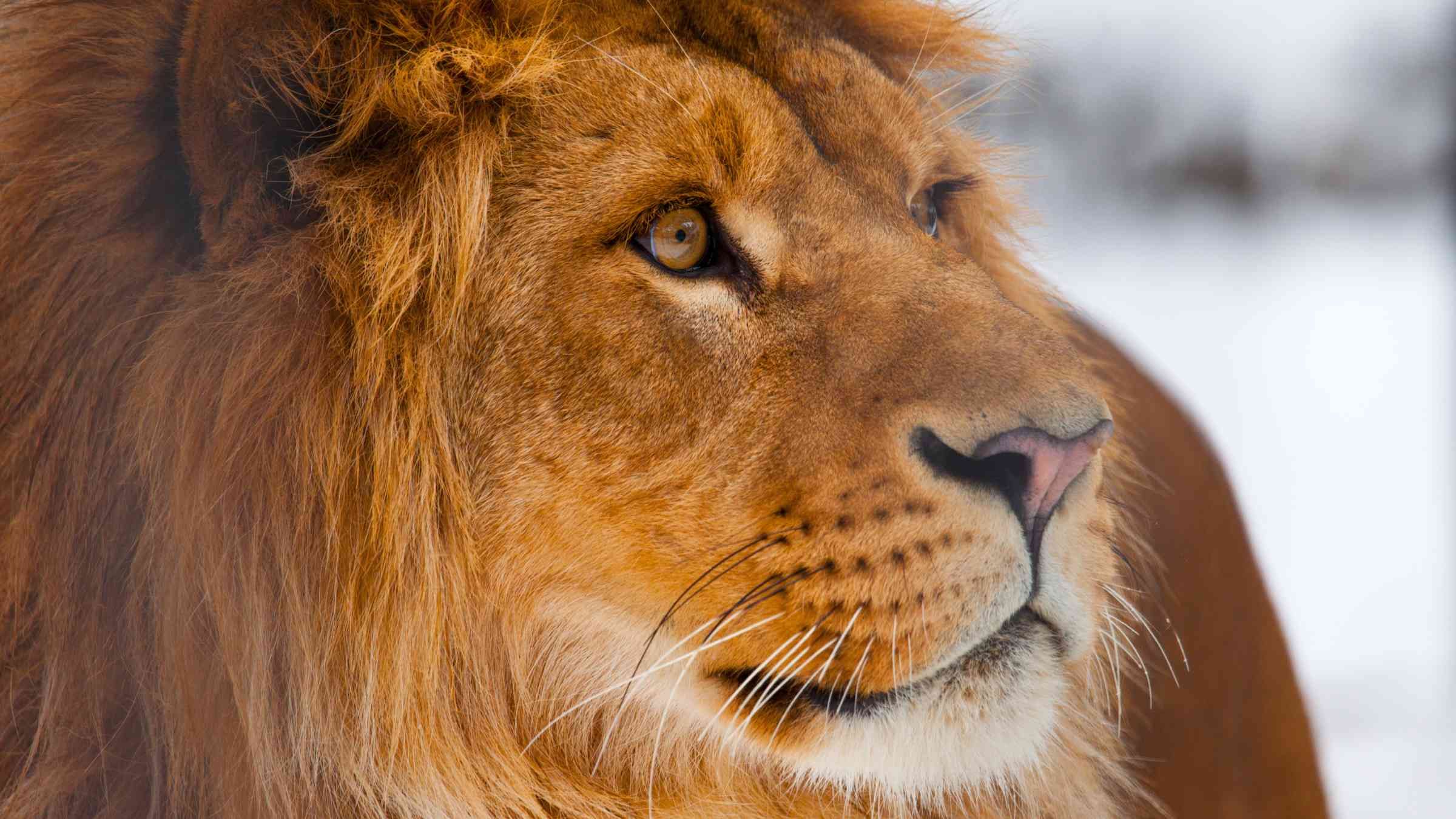 Awaken the Lion of Light in Your Soul