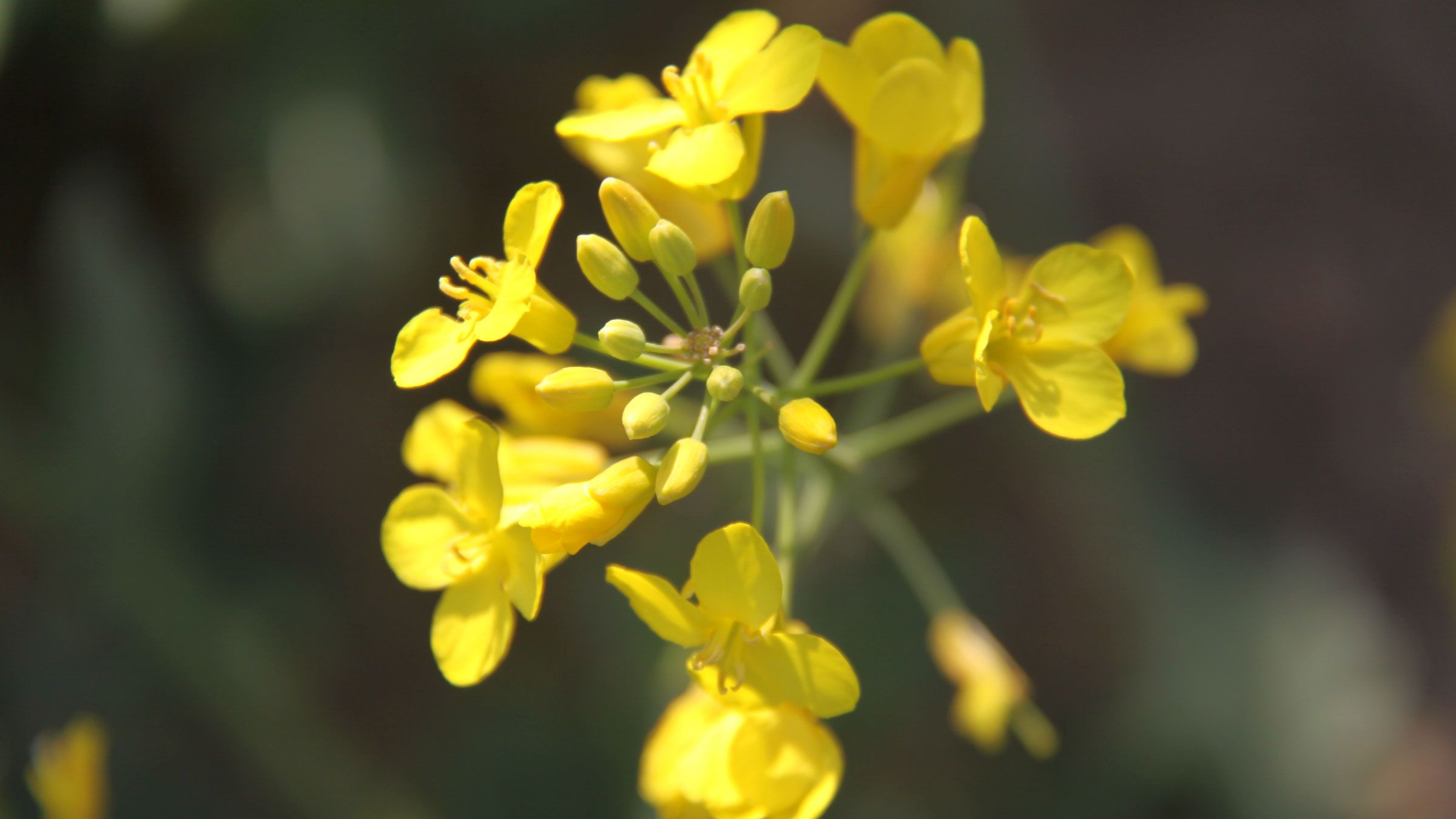 The Faith of a Mustard Seed