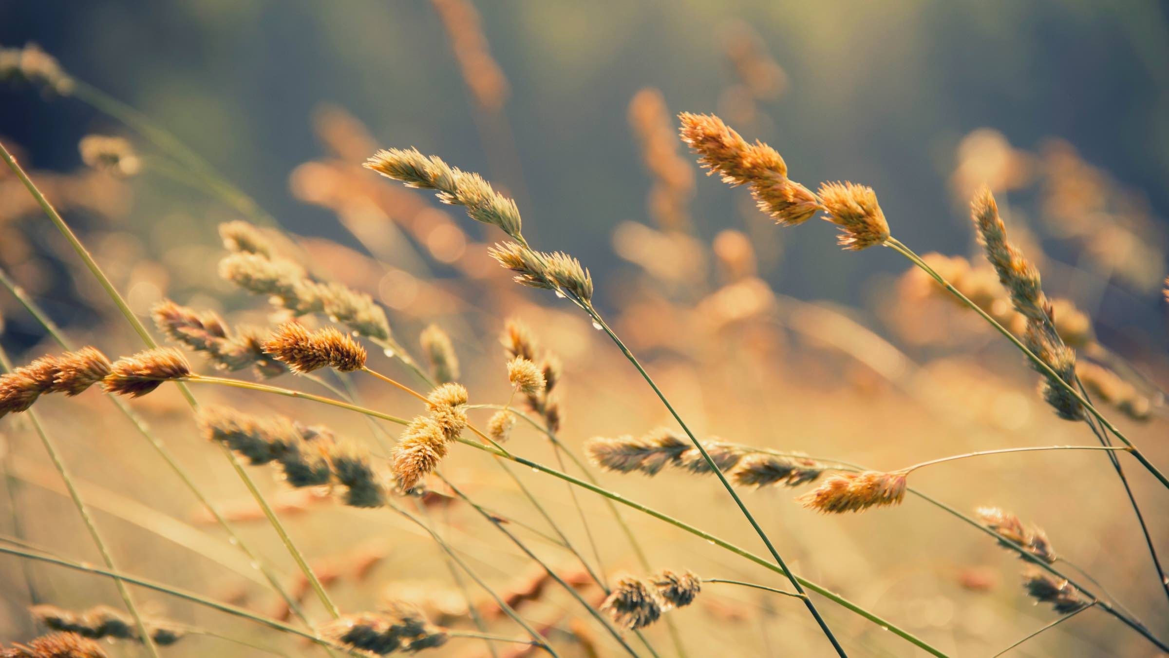 Discover the True Purpose of Your Life and Find Perfect Peace