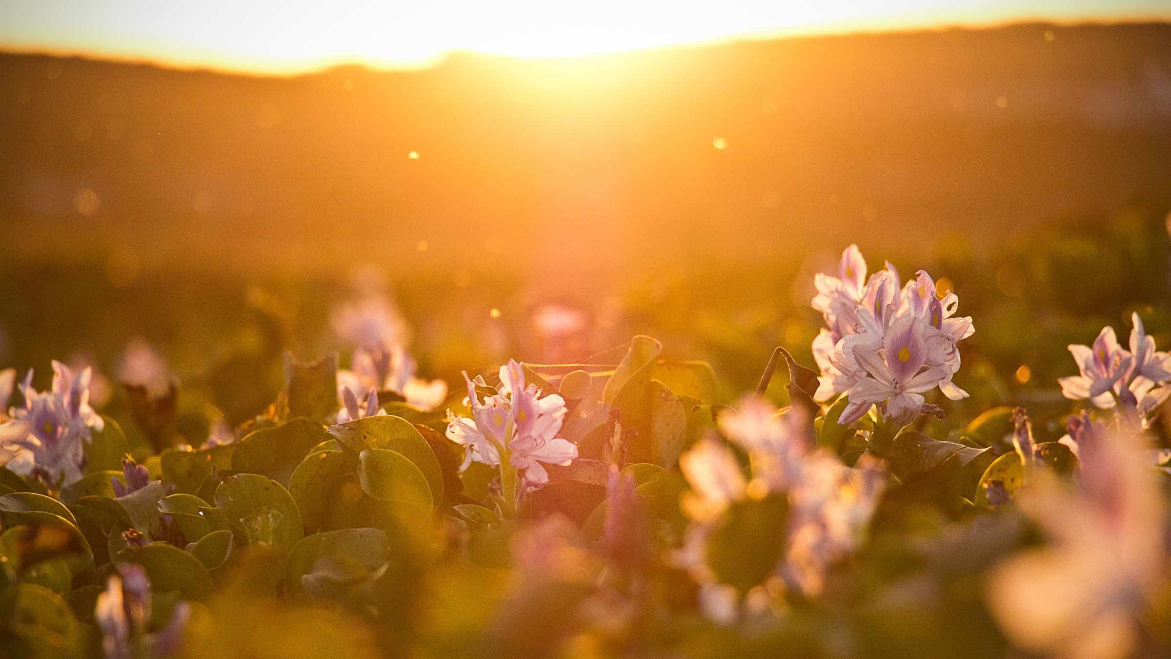 Welcome the Light that Liberates You