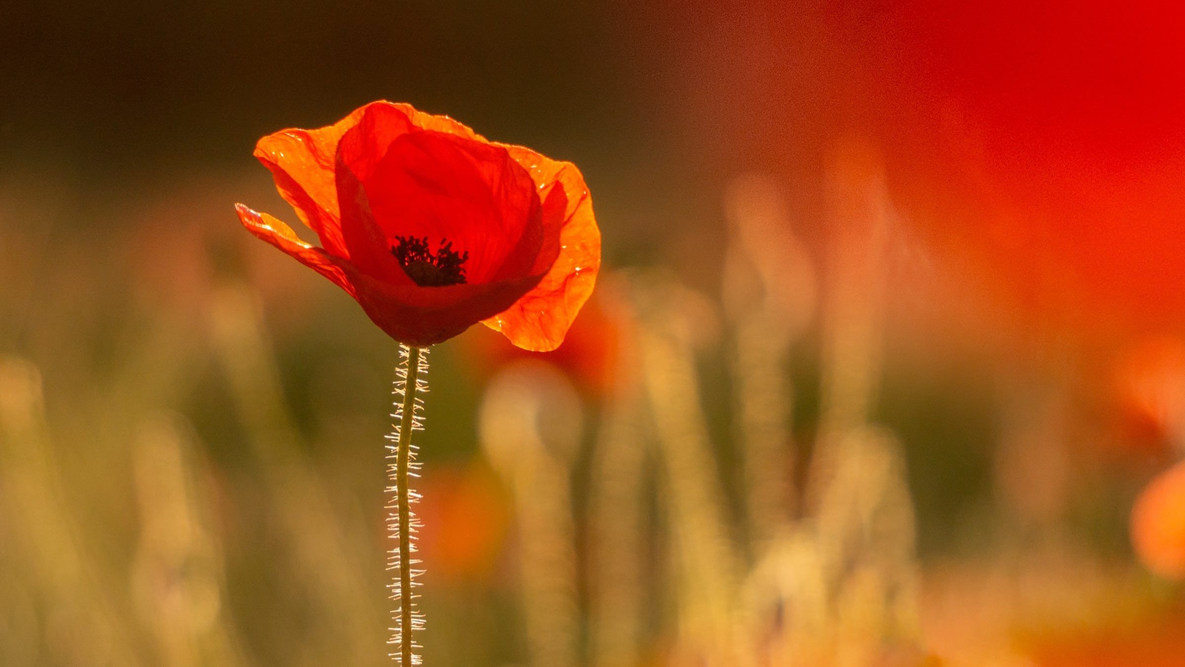 5 Ways to Help You Choose What You Really Want