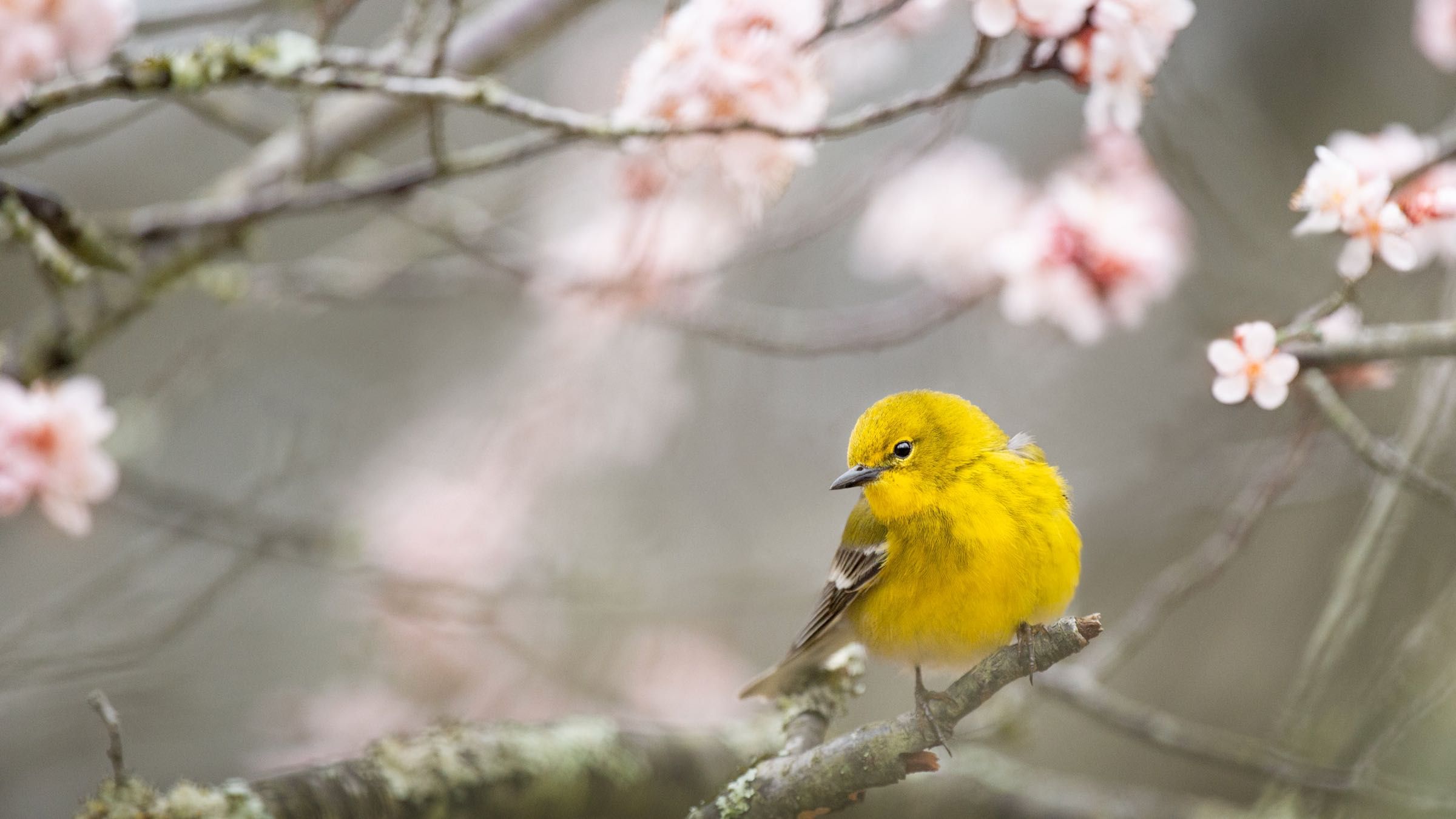 Open Yourself to the Transformative Power of Spring