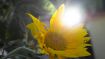 Attract the Higher Influences that Free You from the Lower Self (Remastered Classic Talk)