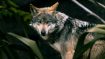 Don't Be Afraid of the Big, Bad Wolf (Remastered Classic Talk)