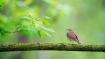 Discover, Transcend and Transform the Tragic Flaw that Darkens Your Days