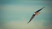 Let Your Heart Give Wings to Your Thoughts