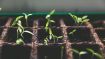 Sow the Seeds That Lead to Higher Consciousness (Student Talks)