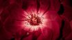 Receive the Real Gift of God's Love for You
