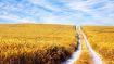 The Path Home