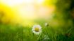 The Path to Perfect Impersonal Love