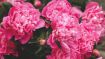 Online Study Group Meeting for Monday (6/1/2020)