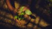 Plant the Seeds of a New Self