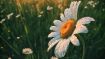 How to Start Your Whole Life Over Each Day and in Every Way