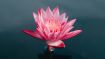 The Power to Realize Perfect Peace