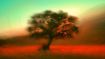 How to Cultivate a Quiet Mind