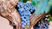 Realize Your Relationship with the Vine of Divine Life and Be Set Free