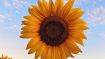 Four Insights that Guarantee Self-Success 