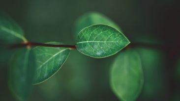 Catch Worry And Anxiety in the Act Before They Capture You