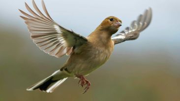 Be Yourself and Be Free