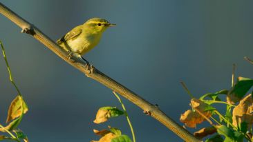 Student Q&A with Guy on 