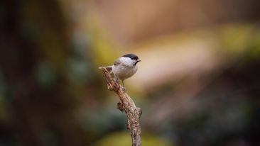 The Inner Path of Light that Begins and Ends in the Divine