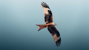 Student Q&A with Guy on 