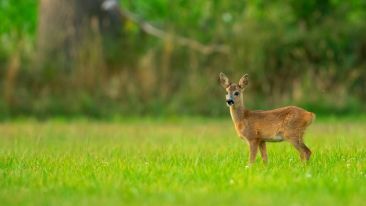 Realize and Reclaim the Long-Lost Missing Half of Your Life