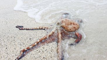 Stop Being a 'Shore-Hugger'