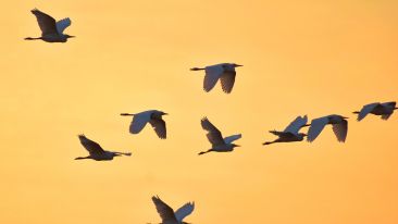 Go Beyond Painful Limitation to Realize Fearless Being