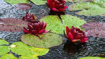 5 Insights and Practices that Make Self-Realization Possible