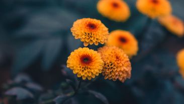 Online Study Group Meeting for Monday (5/1/2023)