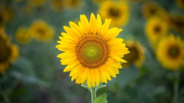 A Real Time Meditation to Let Go of Old Painful Reactions