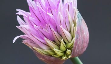 No Dream Can Deliver Us From a Nightmare