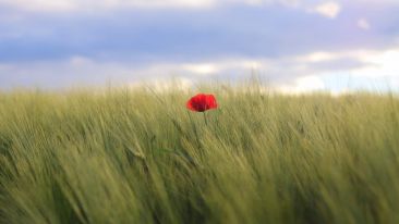 Student Q&A with Guy on 