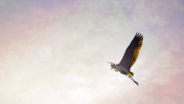 Let Go and Let Higher Life Forces Succeed for You