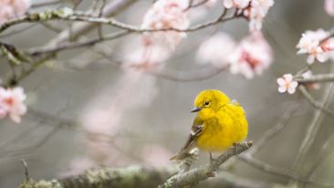 Open Yourself to the Transformative Power of Spring